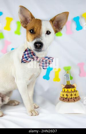 Un cane si siede accanto a una torta di natale.