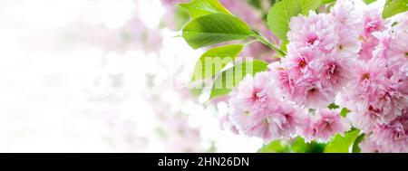 Sfondo primaverile con fiore di ciliegio in piena fioritura. Fiori di ciliegio giapponesi su ramo di albero che si sbiadiscono in bianco. Profondità di campo poco profonda. Banner con Foto Stock