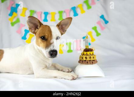 Una torta bianca decorata con una faccia del cane Foto stock - Alamy