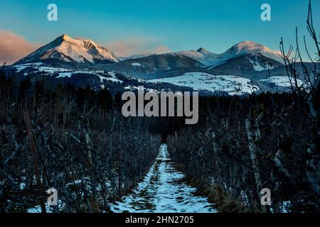 Vista panoramica delle montagne innevate, area sciistica di Gitschberg Jochtal, contro il cielo all'alba visto da un frutteto di mele coperto di neve Foto Stock