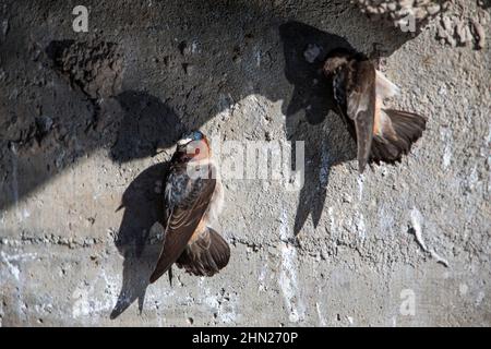 Swallow Cliff (Hirundo pirrhonota) uccelli che si aggrappano al muro del ponte, Yellowstone NP, Wyoming Foto Stock