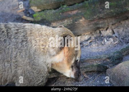 I coati sudamericani in Overloon zoo Foto Stock