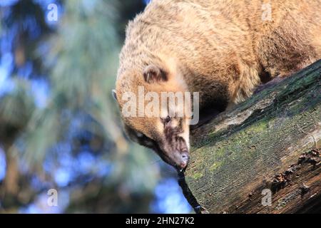 I coati sudamericani in Overloon zoo Foto Stock