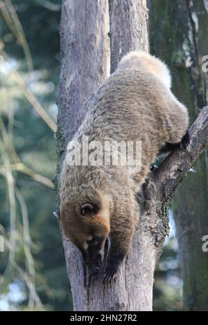 I coati sudamericani in Overloon zoo Foto Stock