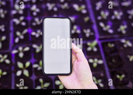 Mano di giovane donna giardiniere che tiene smartphone contro gruppo di giovani pianta verde che crescono in grande serra moderna Foto Stock