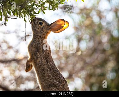 Il coniglio di Cottontail di Audubon è retroilluminato dalle luci del mattino e si ribalta verso l'alto alle foglie di arbusto al Gilbert Water Ranch in Arizona Foto Stock