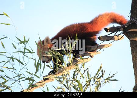 Panda rosso nello zoo Overloon Foto Stock