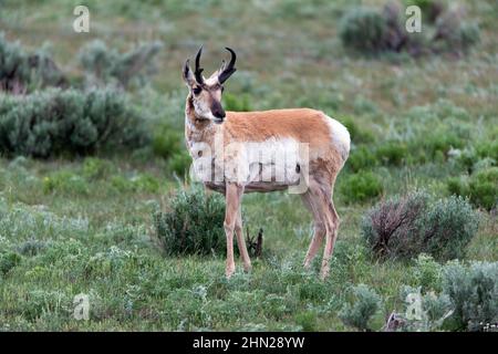 Pronghorn Antelope (Antiplapa americana) maschio, Lamar Valley, Yellowstone NP, Wyoming Foto Stock