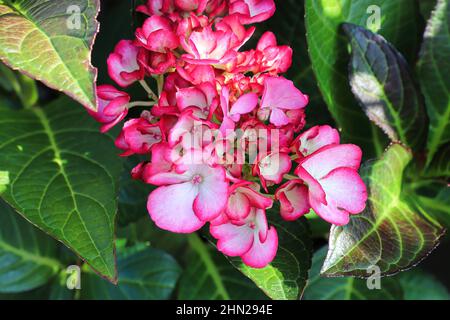 Delicati petali di fiori rosa e bianco su un patio hydrangea Foto Stock