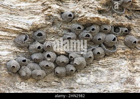 Cliff Swallow (Hirundo pirrhonota) colonia di nidi su Soda Butte, Lamar Valley, Yellowstone NP, Wyoming Foto Stock