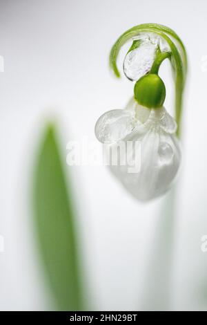 Fiori Snowdrop close up - comune Galanthus nivalis fiore closeup nella neve - primavera fiore perenne fioritura e in crescita Foto Stock