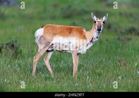 Pronghorn Antelope (Antelope) femmina, Lamar Valley, Yellowstone NP, Wyoming Foto Stock