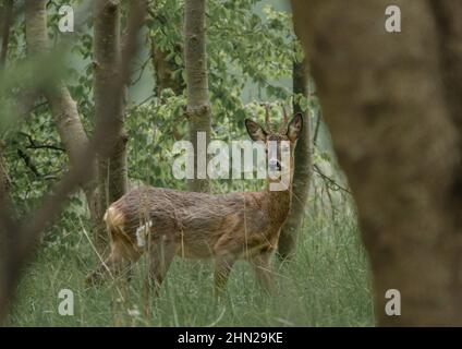 Un capriolo selvaggio (Capreolus capreolus) guarda sopra da tra gli alberi di bosco, immobile nella speranza di non essere avvistato, Salisbury Plain UK Foto Stock