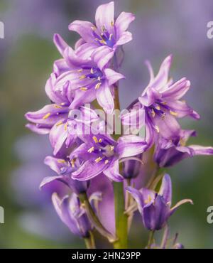 Bluebells spagnoli (Hyacinthoides hispanica) con petali rosa chiaro e viola in fiore Foto Stock