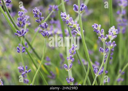 Vista laterale della lavanda che cresce nel giardino Foto Stock