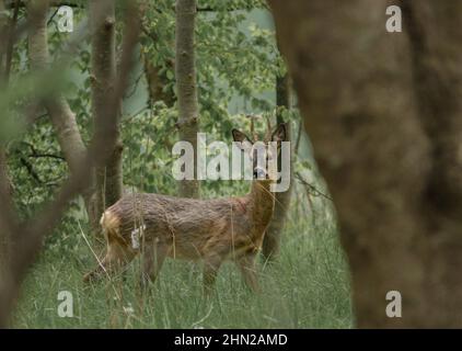 Un capriolo selvaggio (Capreolus capreolus) guarda sopra da tra gli alberi di bosco, immobile nella speranza di non essere avvistato, Salisbury Plain UK Foto Stock