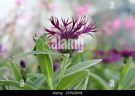 Primo piano vista laterale di un fiore porpora lavorato a maglia Foto Stock