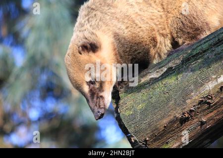 I coati sudamericani in Overloon zoo Foto Stock