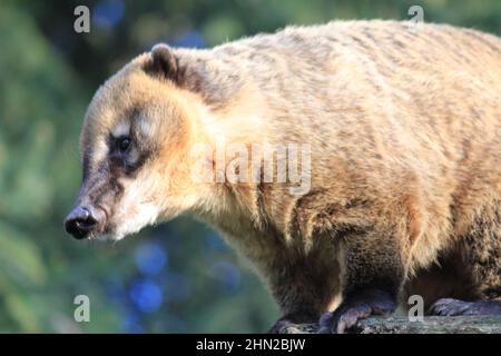 I coati sudamericani in Overloon zoo Foto Stock
