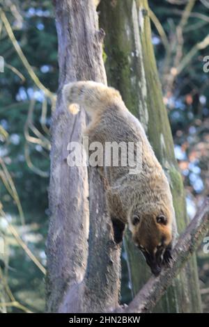 I coati sudamericani in Overloon zoo Foto Stock