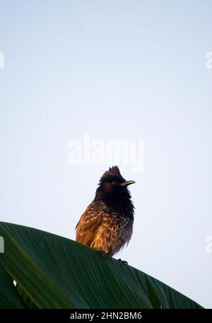 Un simpatico uccello bulbul rosso ventilato siede su un ramo di albero di banana Foto Stock