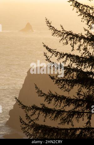 Alberi e rocce al tramonto, Boardman state Scenic Corridor Foto Stock