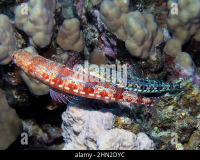 Pesce lucertola variegato (Synodus variegatus) nel Mar Rosso, Egitto Foto Stock