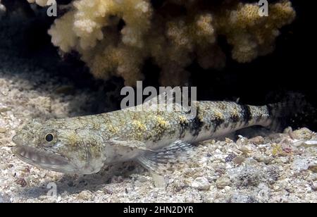 Pesce lucertola variegato (Synodus variegatus) nel Mar Rosso, Egitto Foto Stock