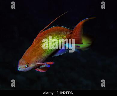 Jewel Fairy Bassets (Pseudanthias squamipinnis) nel Mar Rosso, Egitto Foto Stock