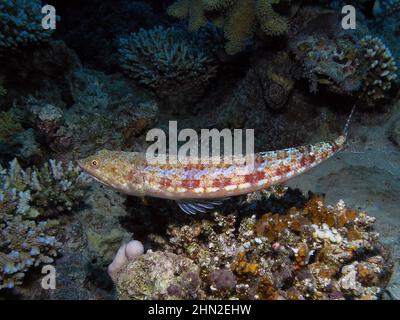 Pesce lucertola variegato (Synodus variegatus) nel Mar Rosso, Egitto Foto Stock