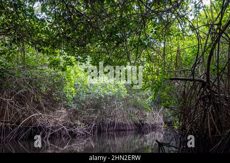 Radici d'aria di Red Mangrove (Rhizophora mangle) lungo il fiume. San Blas, Nayarit, Messico. Foto Stock