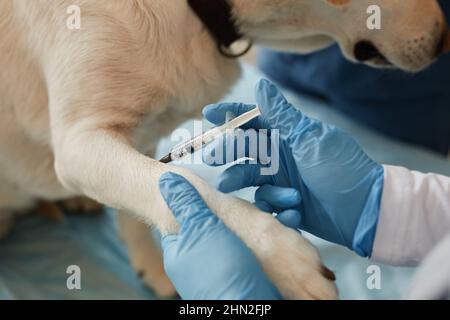 Mani di giovane veterinario contemporaneo in guanti chirurgici facendo iniezione in zampa di cane malato sdraiato sul tavolo medico Foto Stock