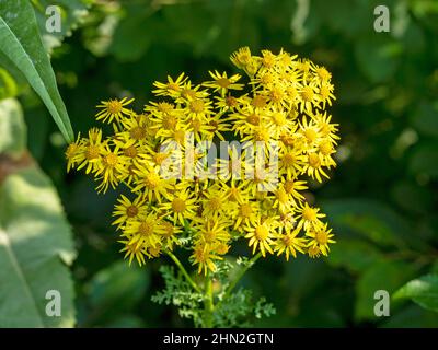 Primo piano di fiori di ragwort giallo comune, Senecio jacobaea Foto Stock