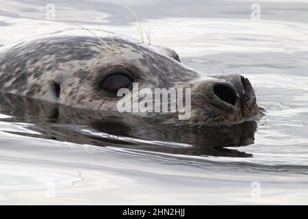 Primo piano ritratto di una testa di sigillo nuoto in acqua Foto Stock