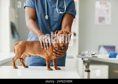 Mani di veterinario maschile afroamericano toccare carino malato purebred dachshund di colore marrone in piedi sul tavolo medico Foto Stock