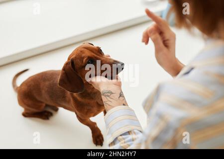 Carino dachshund cane di colore marrone guardando il proprietario dell'animale domestico femmina che tiene la sua testa in mano durante l'addestramento di obbedienza Foto Stock