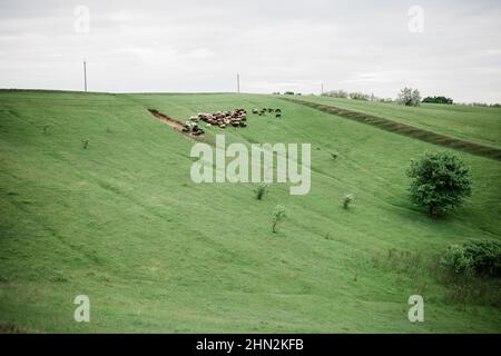 pecore e capre sulla collina, terreni agricoli. Foto Stock