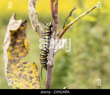 Monarch Butterfly (Danaus plexippus) Caterpillar che si spoglia su foglie di munghie alla fine dell'estate Foto Stock