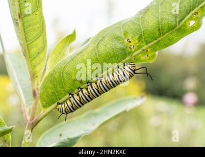 Monarch Butterfly (Danaus plexippus) Caterpillar che si spoglia su foglie di munghie alla fine dell'estate Foto Stock