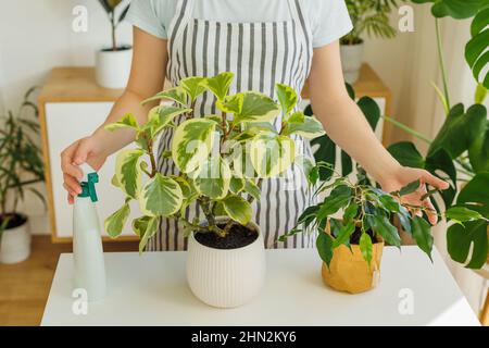 Donna irriconoscibile in grembiule con piante d'abitazione a casa. Primavera per la cura e l'annaffiatura delle piante. Fiorista con bottiglia spray e fiori in vaso. Concetto di giardinaggio, hobby, householding. Foto Stock