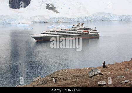 Pinguini Gentoo sull'isola di Danco con nave da crociera le Boreal nel passaggio tra l'isola di Danco e l'isola di Range, Antartide. Foto Stock