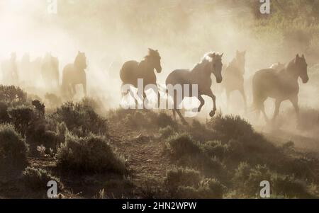 Cavalli che corrono, calciando la polvere all'alba con la spazzola di salvia in primo piano. Dubois, Wyoming, USA Foto Stock