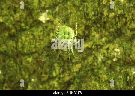 Ragno cryptic orba-weaver sul web (Cryptaranea sp.) Foto Stock
