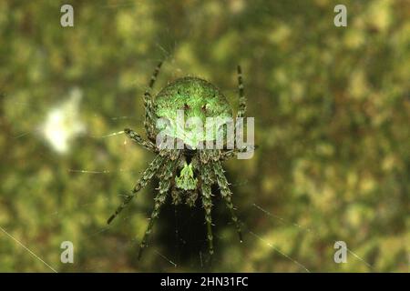 Ragno cryptic orba-weaver sul web (Cryptaranea sp.) Foto Stock