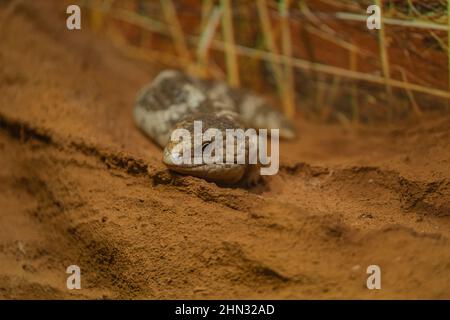 Questo skink avvolge il corpo in questa posizione di difesa, offrendo la sua coda come bersaglio alternativo per un predatore Foto Stock