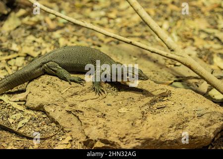 Monitorare la lucertola o Varano sulla parte superiore della pietra Foto Stock