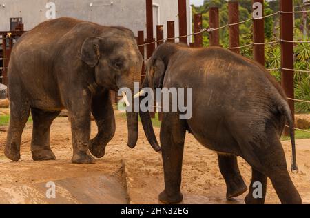 Due giovani elefanti che giocano vicino al bordo di Cage Foto Stock