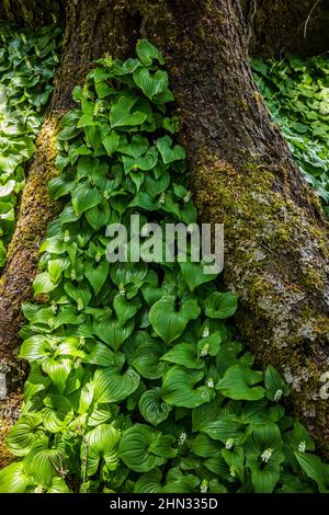 BeadRuby, False Lilly-of-the-Valley, o Maianthemum dilatum che è spesso trovato come la copertura di terra dominante nelle foreste di Sitka Spruce lungo il sud Foto Stock