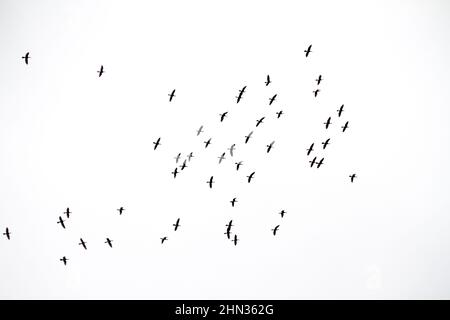 Silhouette di un gregge di gabbiani, nel cielo di Rio de Janeiro in Brasile. Foto Stock