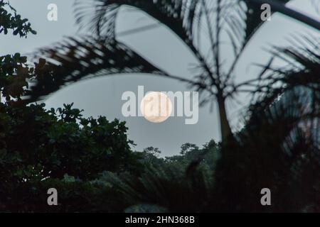 Moonset con silhouette di alberi nel quartiere di Copacabana Rio de Janeiro, Brasile. Foto Stock